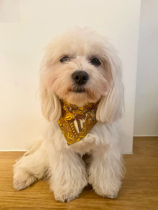 Pretty Pooch 4